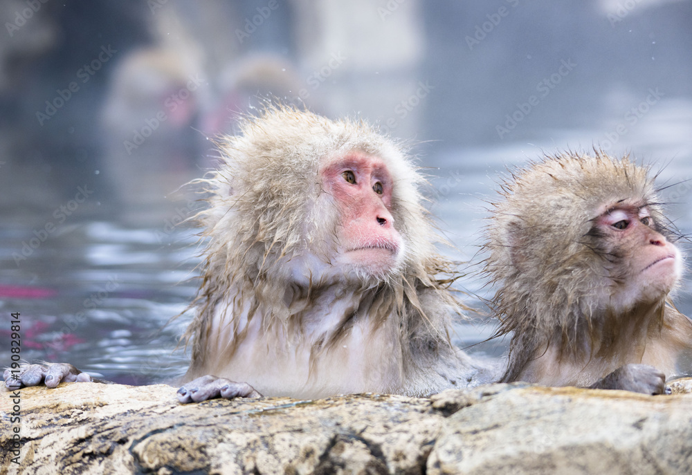 Naklejka premium Monkeys wash hot springs