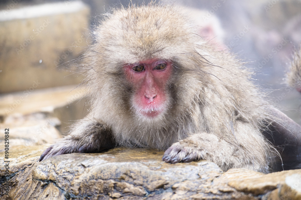 Monkeys wash hot springs Monkeys wash hot springs