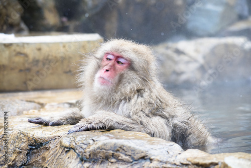 Monkeys wash hot springs © ISAMU