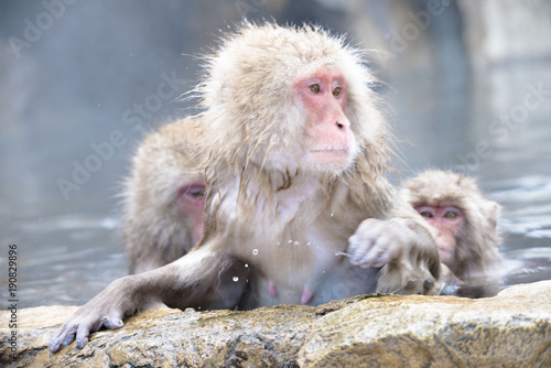 Monkeys wash hot springs © ISAMU