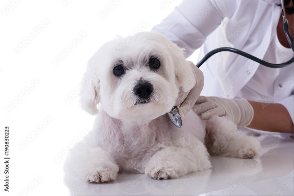 Obraz premium Veterinarian examining a cute maltese dog with a stethoscope on