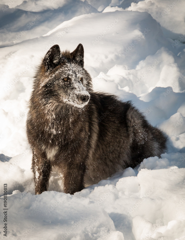 Obraz Czarny Wilk - Canis Lycaon - Zabawa w śniegu