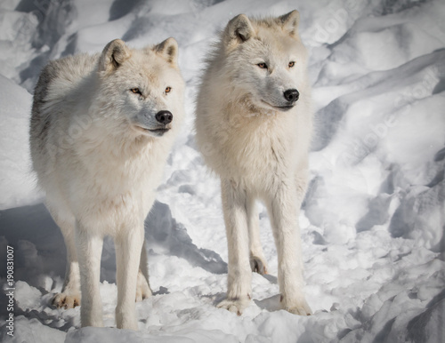 Arctic Wolves - Canis Lupus Arctos - Hunting In The Snow