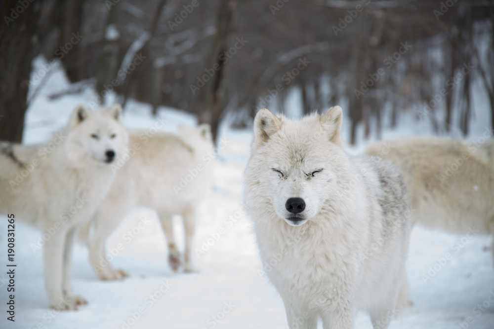 Obraz premium Artic Wolf blinking for camera