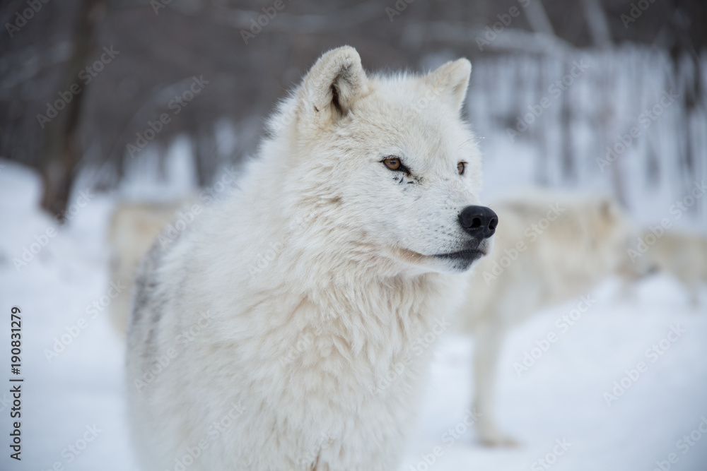 Fototapeta premium Artic Wolf close up
