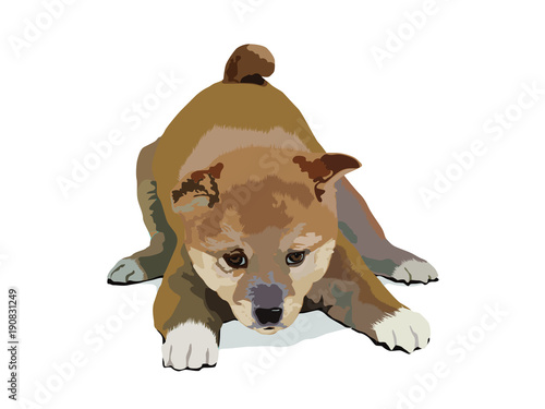 戯れる子犬