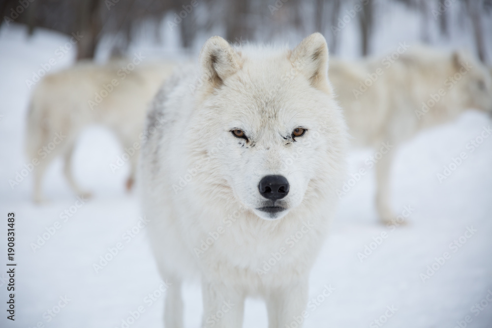 Naklejka premium Artic Wolf stares into camera