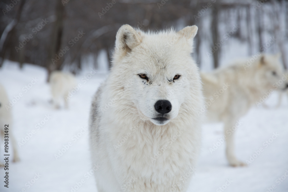 Obraz premium Artic Wolf with pack behind him