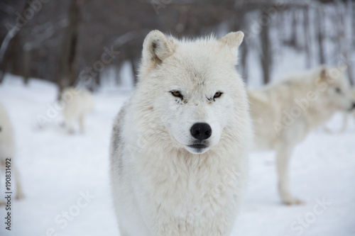 Artic Wolf with pack behind him