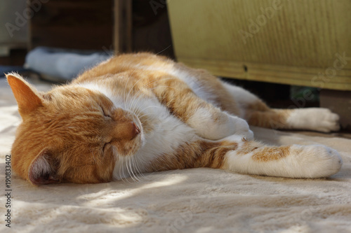 眠る茶猫
