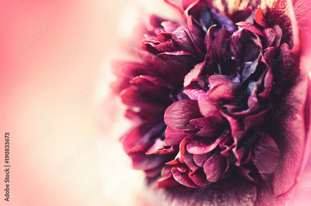 Beautiful spring flowers background. Beautiful blurred background.