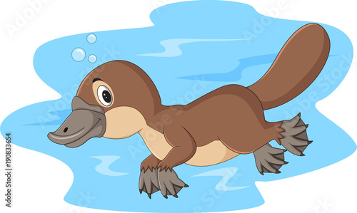 Cartoon happy platypus swimming 