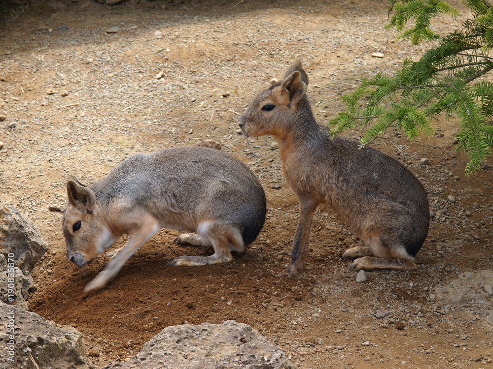 Naklejka premium ここ掘れ！マーラ