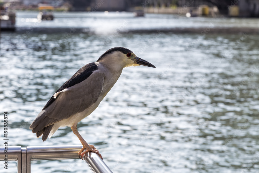 Black Crowed Night Heron Black Crowed Night Heron
