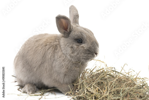 Cute decorative rabbit gray with hay isolated on white background