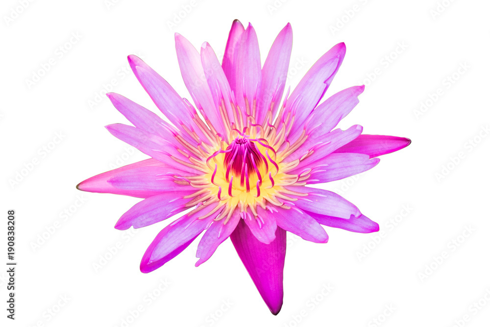 Pink Lotus flower or Waterlily Isolated on White Background, With Clipping Path.