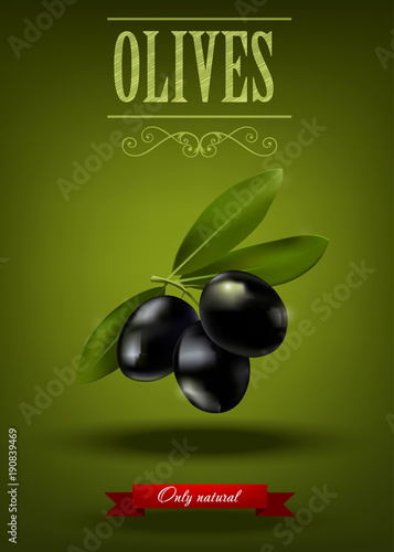 Green branch of black olives, realistic olives, vector illustration, green olive label