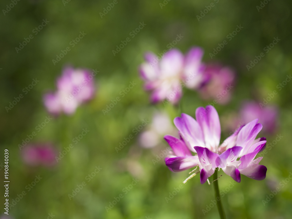 早春の光の中の花 早春の光の中の花