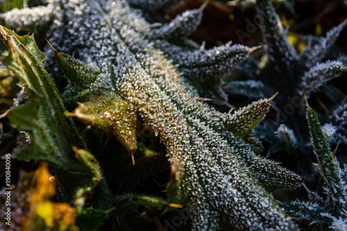 Leaf covered with a hoarfrost on autumn
