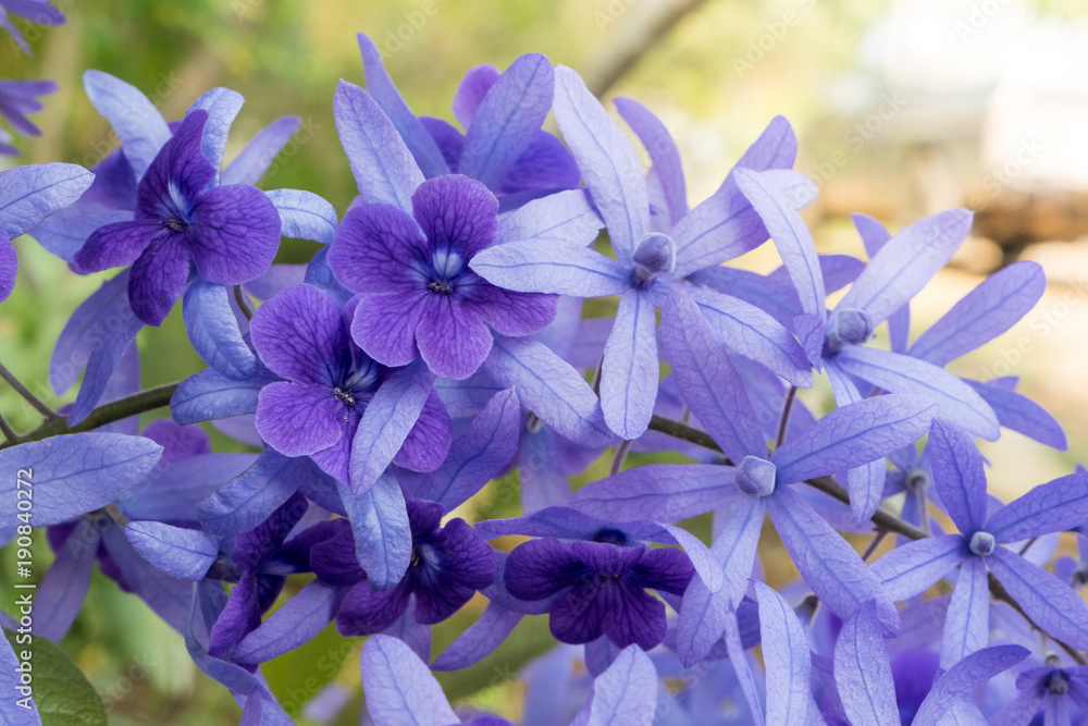 Purple Wreath, Sanpaper Vine, Queen's Wreath flower, Petrea racemosa (Scientific name Petrea volubilis L.) Purple Wreath, Sanpaper Vine, Queen's Wreath flower, Petrea racemosa (Scientific name Petrea volubilis L.)