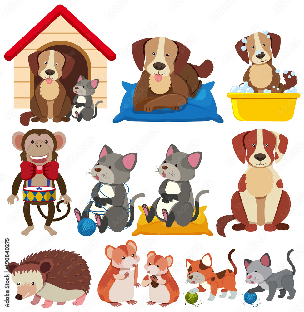 Fototapeta premium Different types of pets on white background