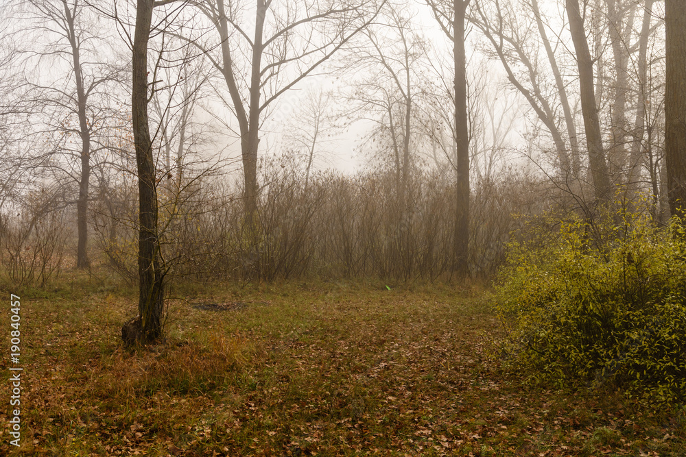 Obraz premium Fog in forest on cold autumn day