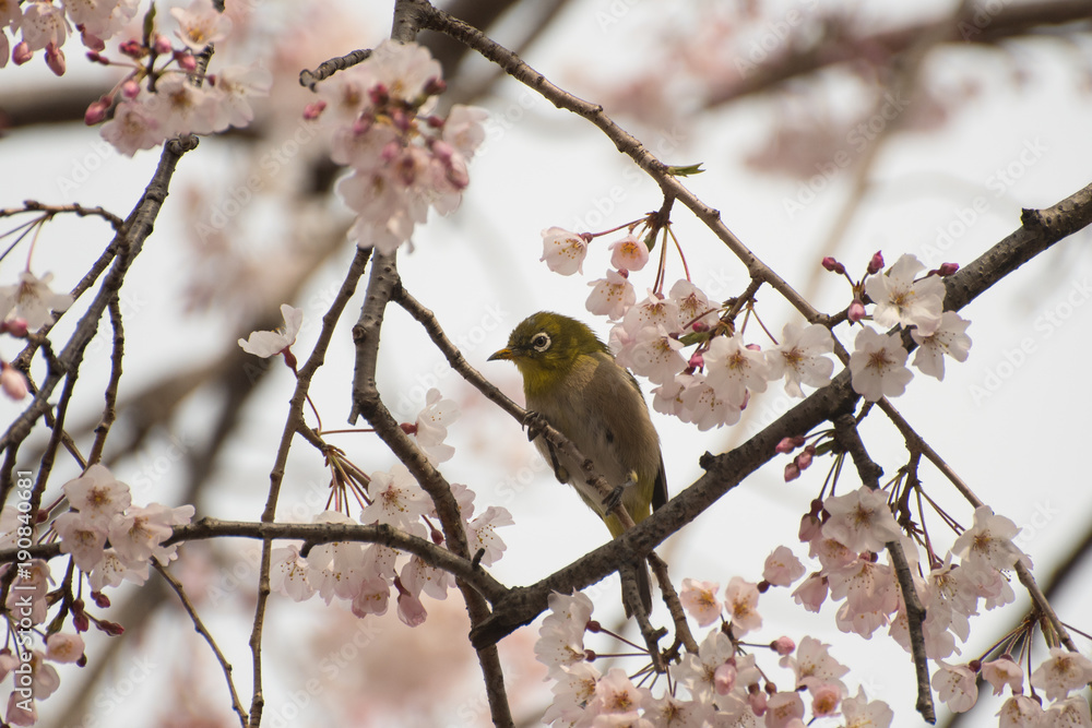 Japanse White-eye with Cherry Blossoms in A Park of Yokohama City Japanse White-eye with Cherry Blossoms in A Park of Yokohama City