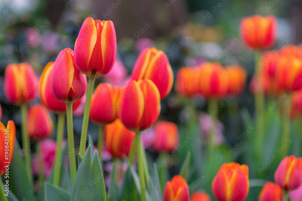 Red tulips with beautiful bouquet background, Tulip, Tulips in spring at the garden, Selective focus