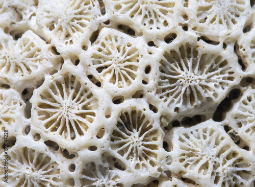Wallpaper Mural White coral texture macro photo. Dry sea coral structure closeup. Abstract macro background. Torontodigital.ca