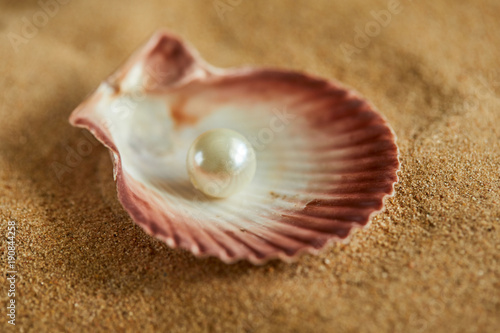 shells on the sand