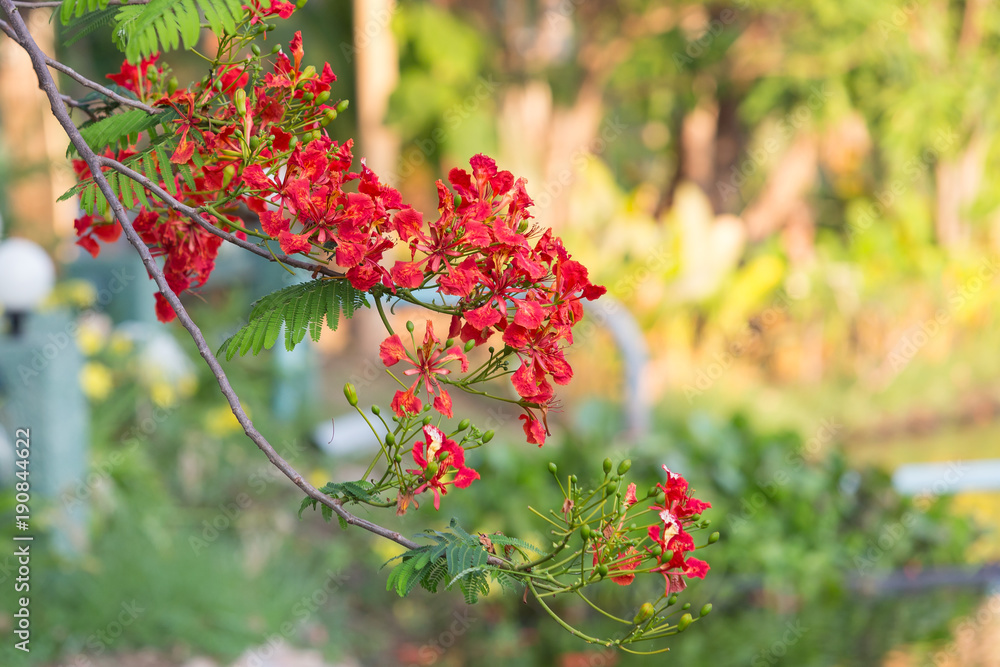 Red Peacock Flower blooming in nature background.(Caesalpinia pulcherrima) Red Peacock Flower blooming in nature background.(Caesalpinia pulcherrima)