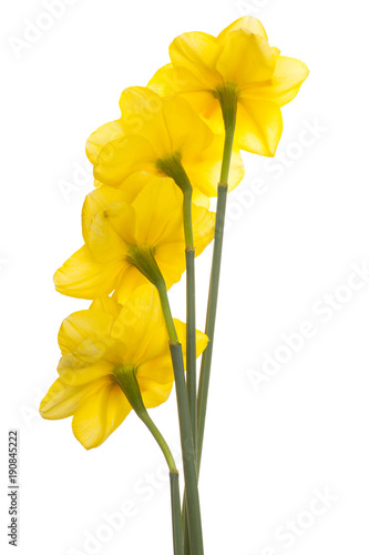 Fototapeta Naklejka Na Ścianę i Meble -  daffodil flower isolated