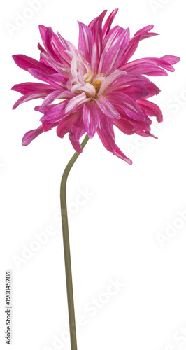 Fototapeta Naklejka Na Ścianę i Meble -  dahlia flower isolated