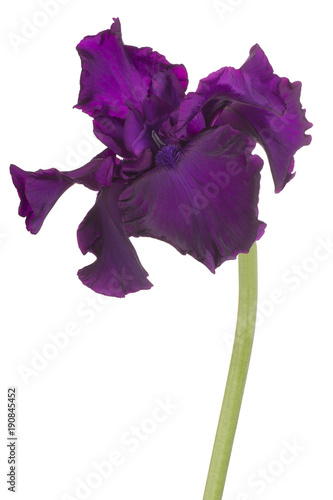 Fototapeta Naklejka Na Ścianę i Meble -  iris flower isolated