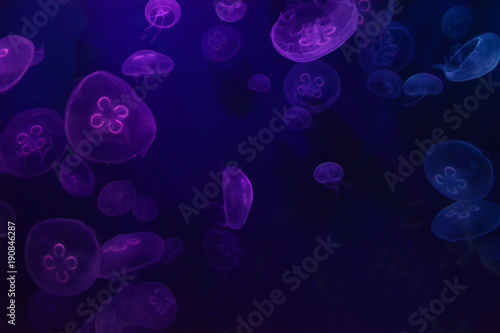 Jellyfish Background © JosAntonio