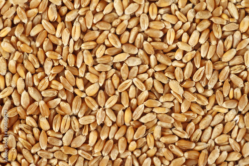 Canvas Print Wheat grain as background texture