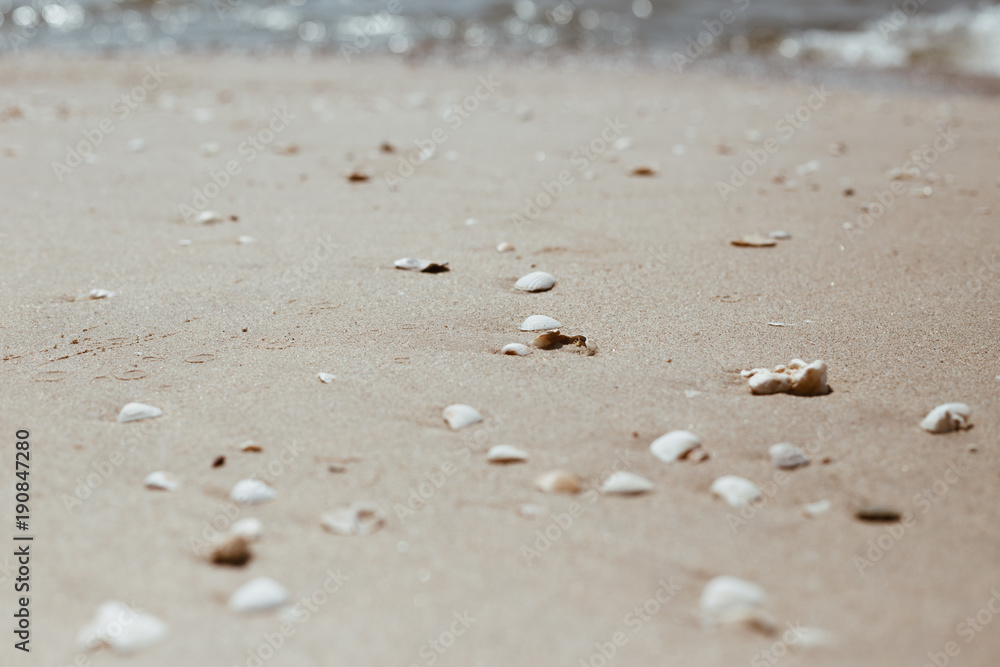 sea shells with sand as background sea shells with sand as background