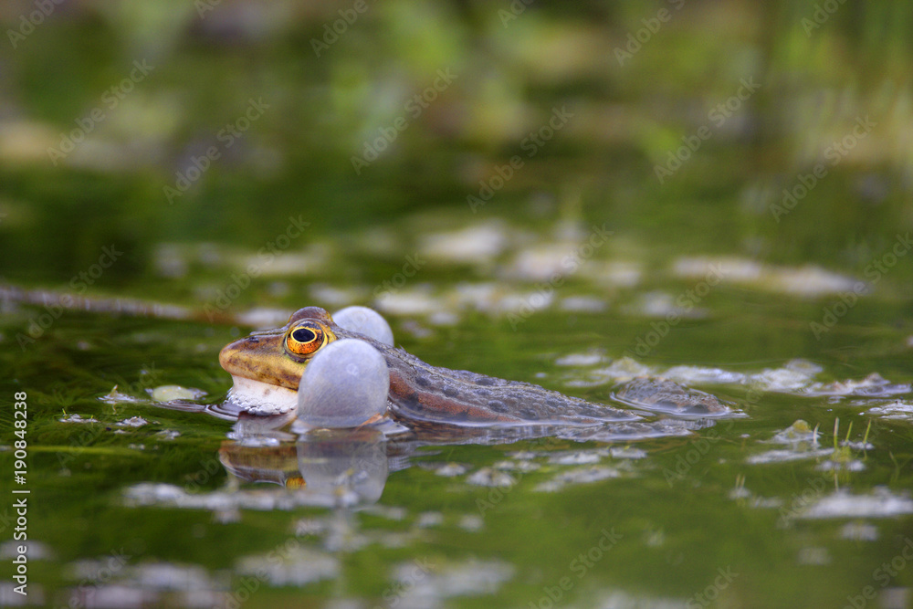 Single Edible Frog on water surface of wetlands by the Biebrza river in