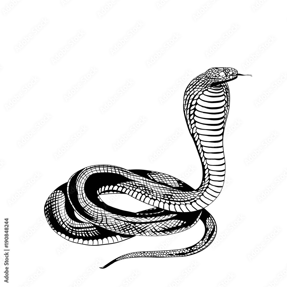 Fototapeta premium cobra
