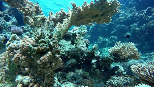 Wallpaper Mural Diving. Tropical fish and coral reef. Underwater life in the ocean. Torontodigital.ca