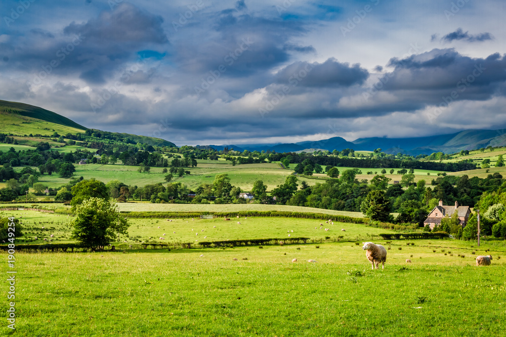 Sheeps grazing on green pasture in District Lake, England Sheeps grazing on green pasture in District Lake, England