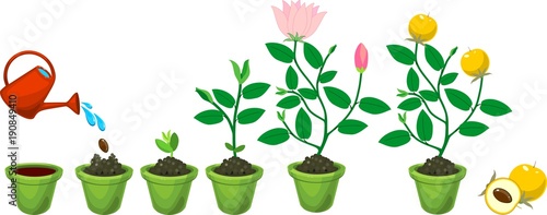 Plant growing from seed to flowering and fruit-bearing plant