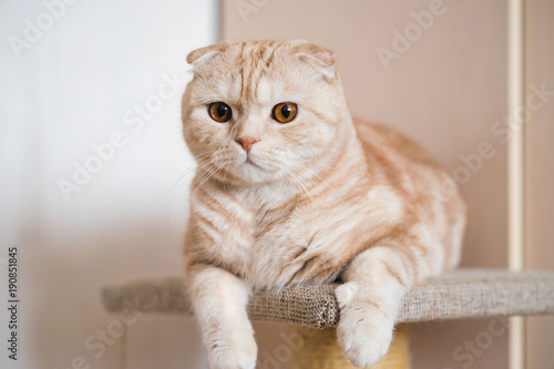 Adorable ginger scottish fold cat lying at home
