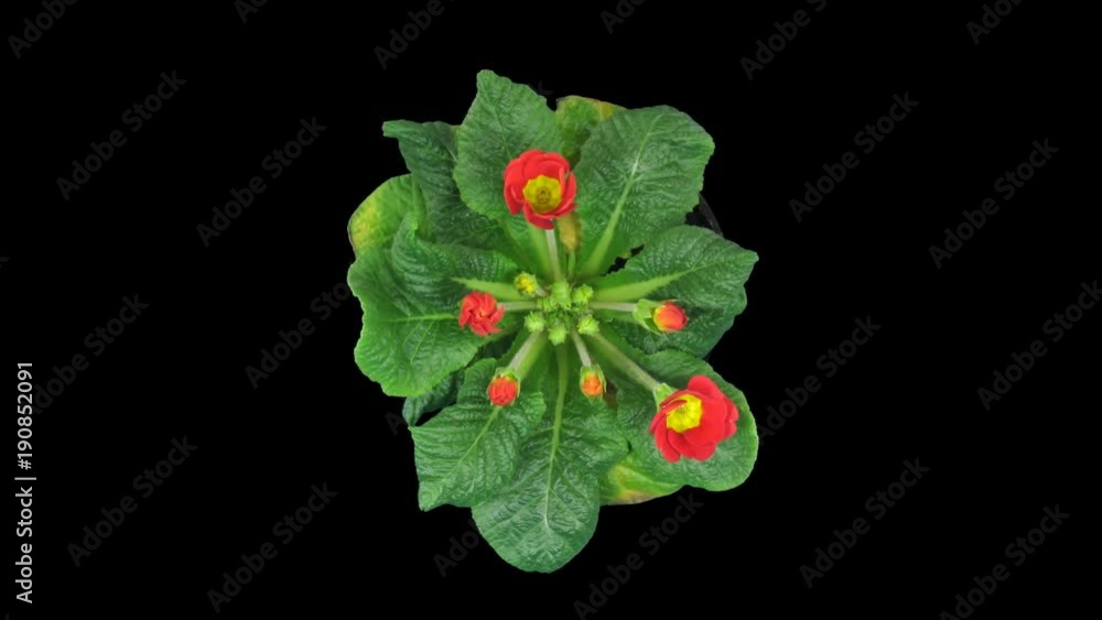 Time-lapse of opening red primula 1x3 in PNG+ format with ALPHA transparency channel isolated on black background, top view
Time-lapse of opening red primula 1x3 in PNG+ format with ALPHA transparency channel isolated on black background, top view