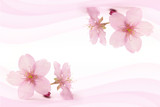 Japanese cherry blossom on pink wind abstract