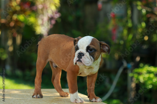 Fototapeta Naklejka Na Ścianę i Meble -  English Bulldog in Natural green