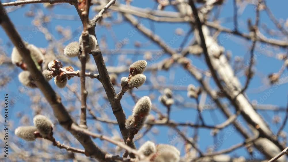 Young fluffy willow branches swaying in the wind Young fluffy willow branches swaying in the wind