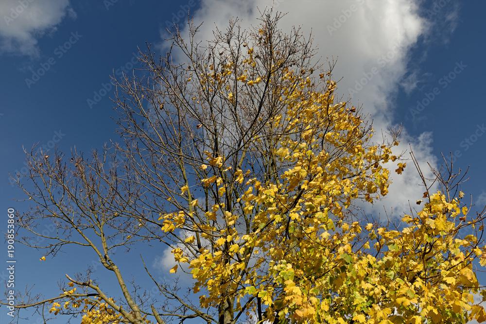 Fototapeta premium Ahornbaum im Herbst