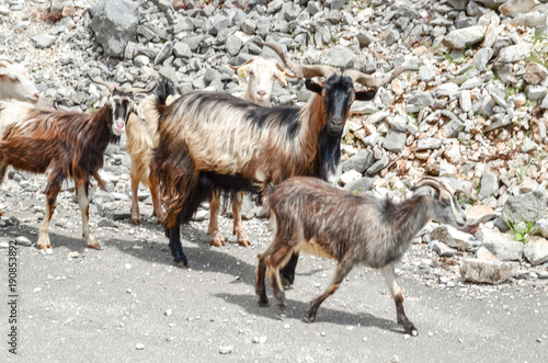 goats in the mountain horns heads many - Tzoumerka Arta Greece spring