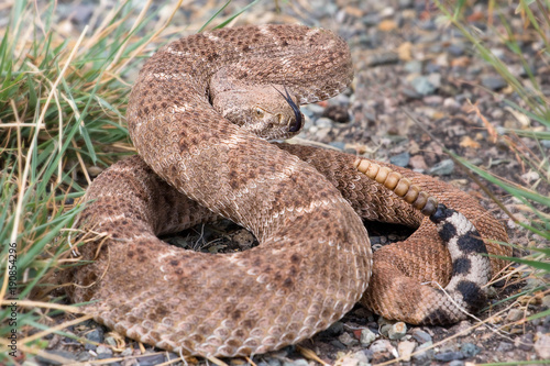 Photos The western diamondback rattlesnake or Texas diamond-back(Crotalus atrox) is a venomous rattlesnake species in United States and Mexico